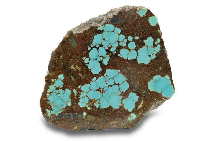 Polished Turquoise Slab - Number Mine, Carlin, NV #248345
